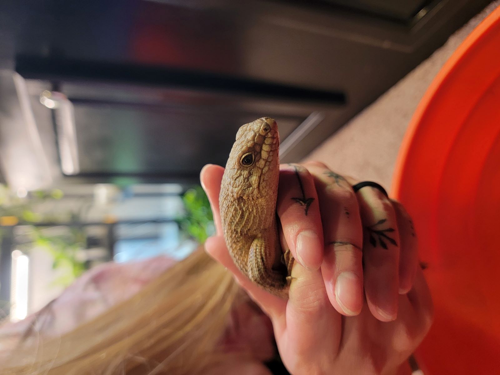 Kiwi Gidgee Skink