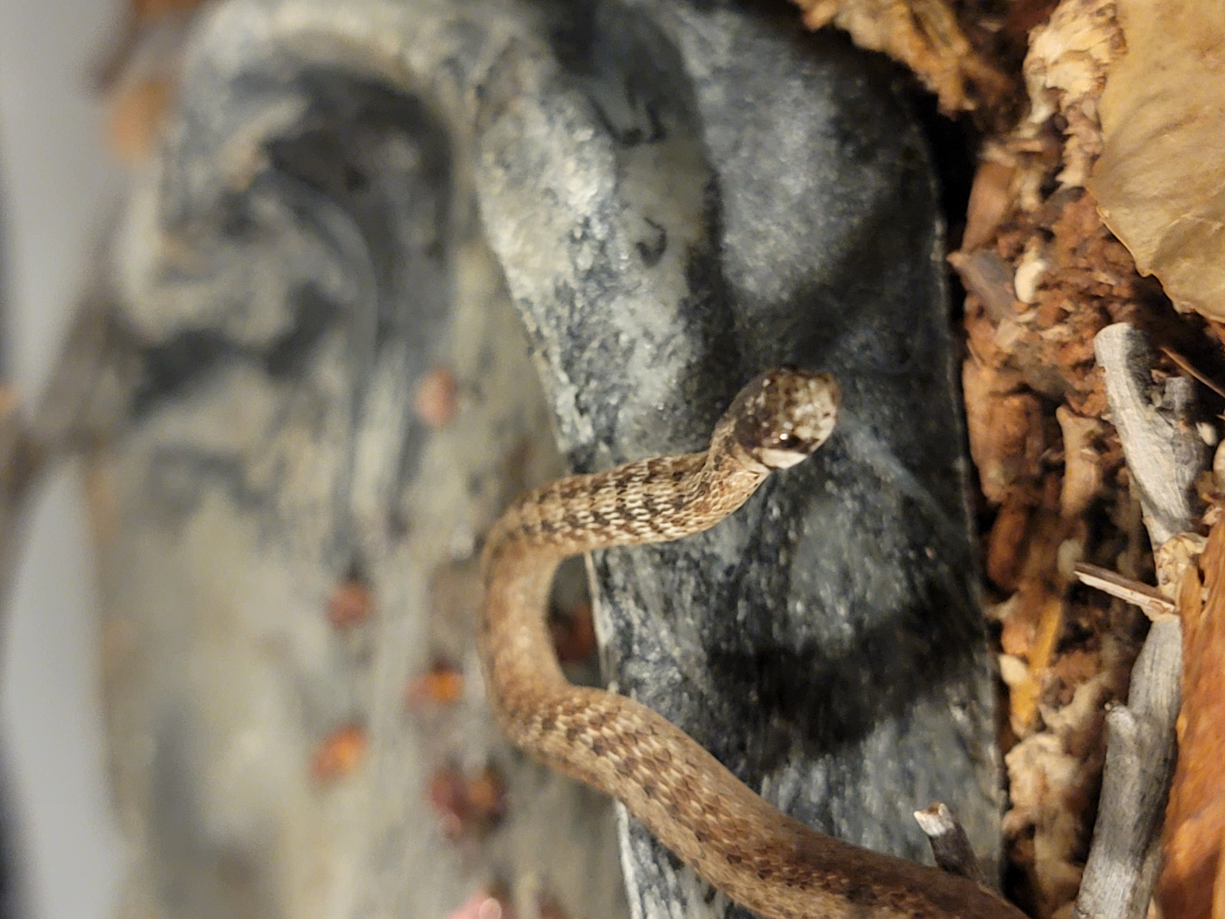 Lil Susie Dekay's Brown Snake