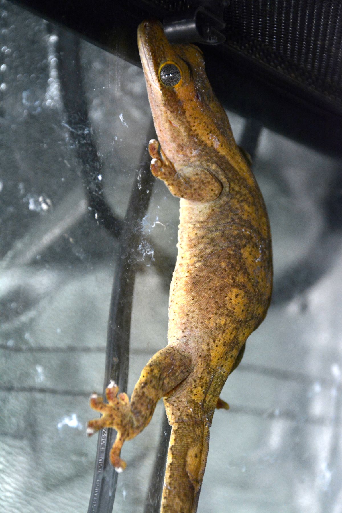 Nala Sara Gecko