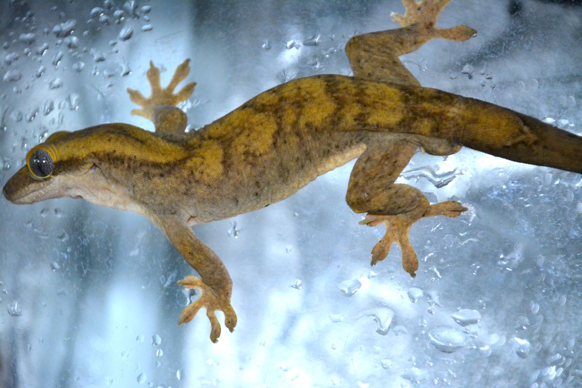 Simba Sara Gecko