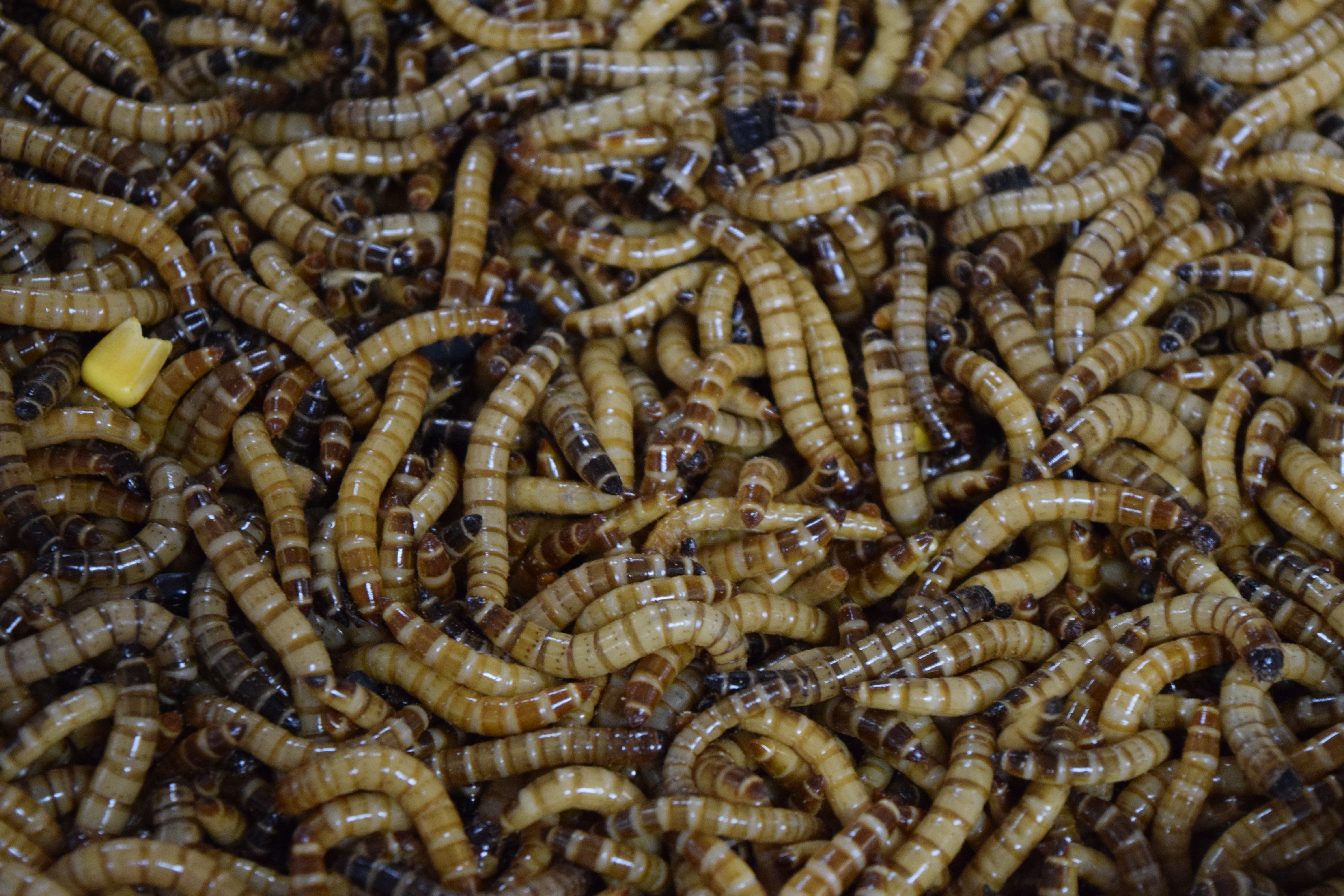 Superworms insect feeders
