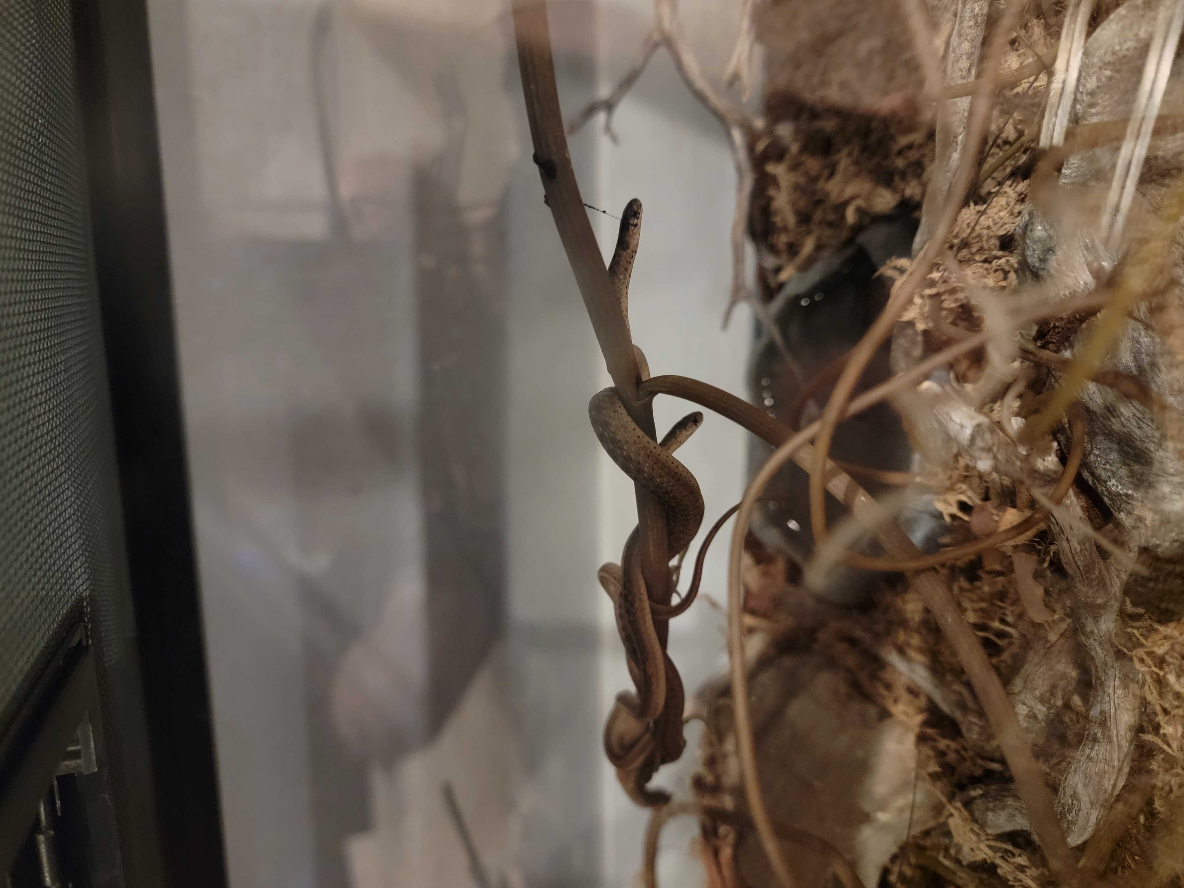 Tex Dekay's Brown Snake